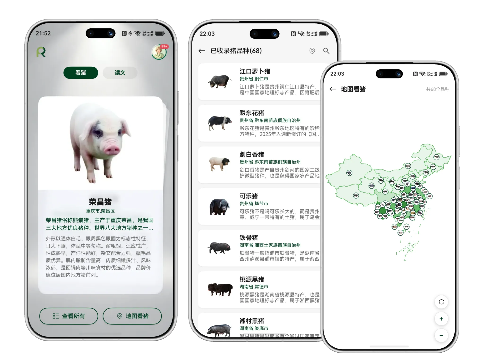 看猪